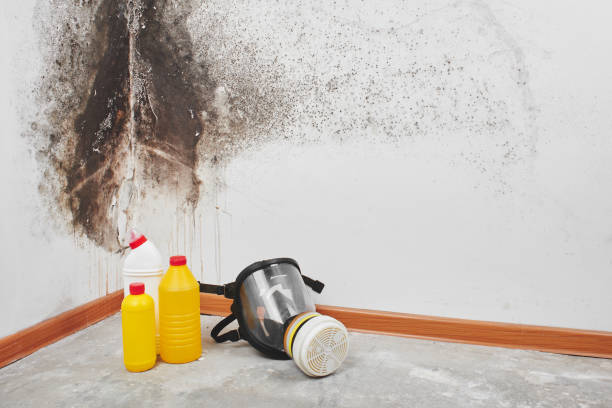 Best Mold Damage Repair  in Mountain Iron, MN