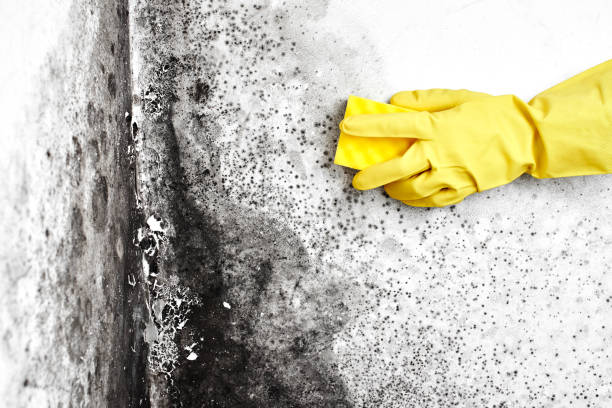 Best Mold Removal Company Near Me  in Mountain Iron, MN
