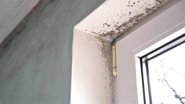 Best Attic Mold Removal  in Mountain Iron, MN