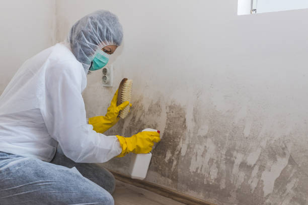 Best Toxic Mold Removal  in Mountain Iron, MN