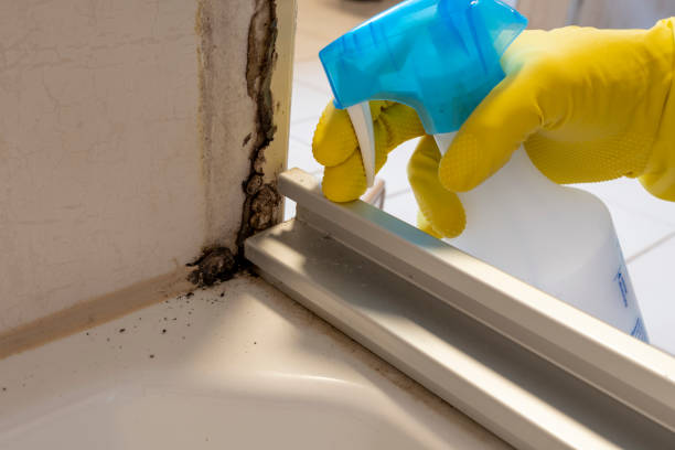 Best Office Mold Removal Services  in Mountain Iron, MN