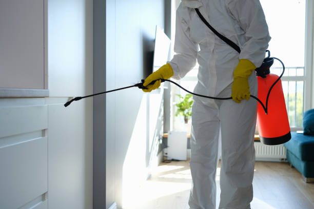 Home Mold Removal in Mountain Iron, MN