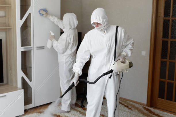 Attic Mold Removal in Mountain Iron, MN