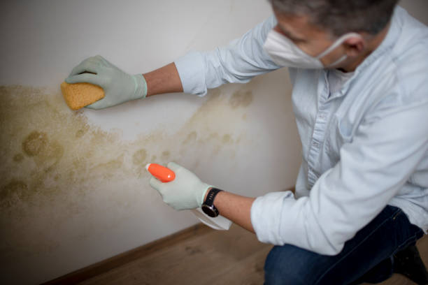 Best Professional Mold Removal  in Mountain Iron, MN
