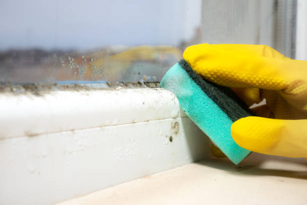 Best Mold Removal Near Me  in Mountain Iron, MN