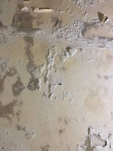 Mold Removal and Inspection in Mountain Iron, MN