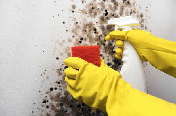 Professional Mold Removal in Mountain Iron, MN