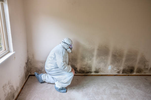 Best Mold Testing  in Mountain Iron, MN