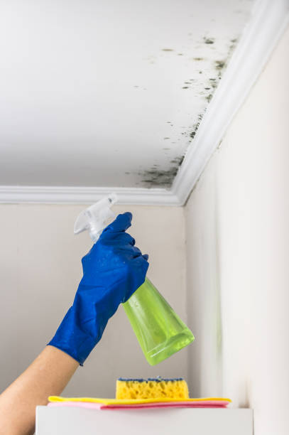 Best Office Mold Removal Services  in Mountain Iron, MN