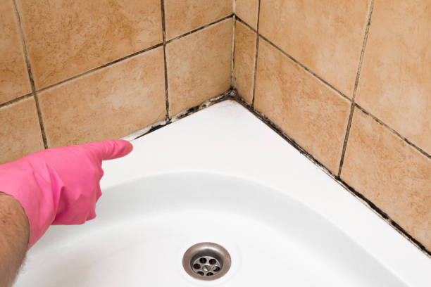 Best Professional Mold Removal  in Mountain Iron, MN